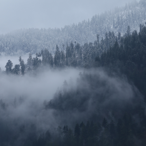INDIA'S HEALING FOREST